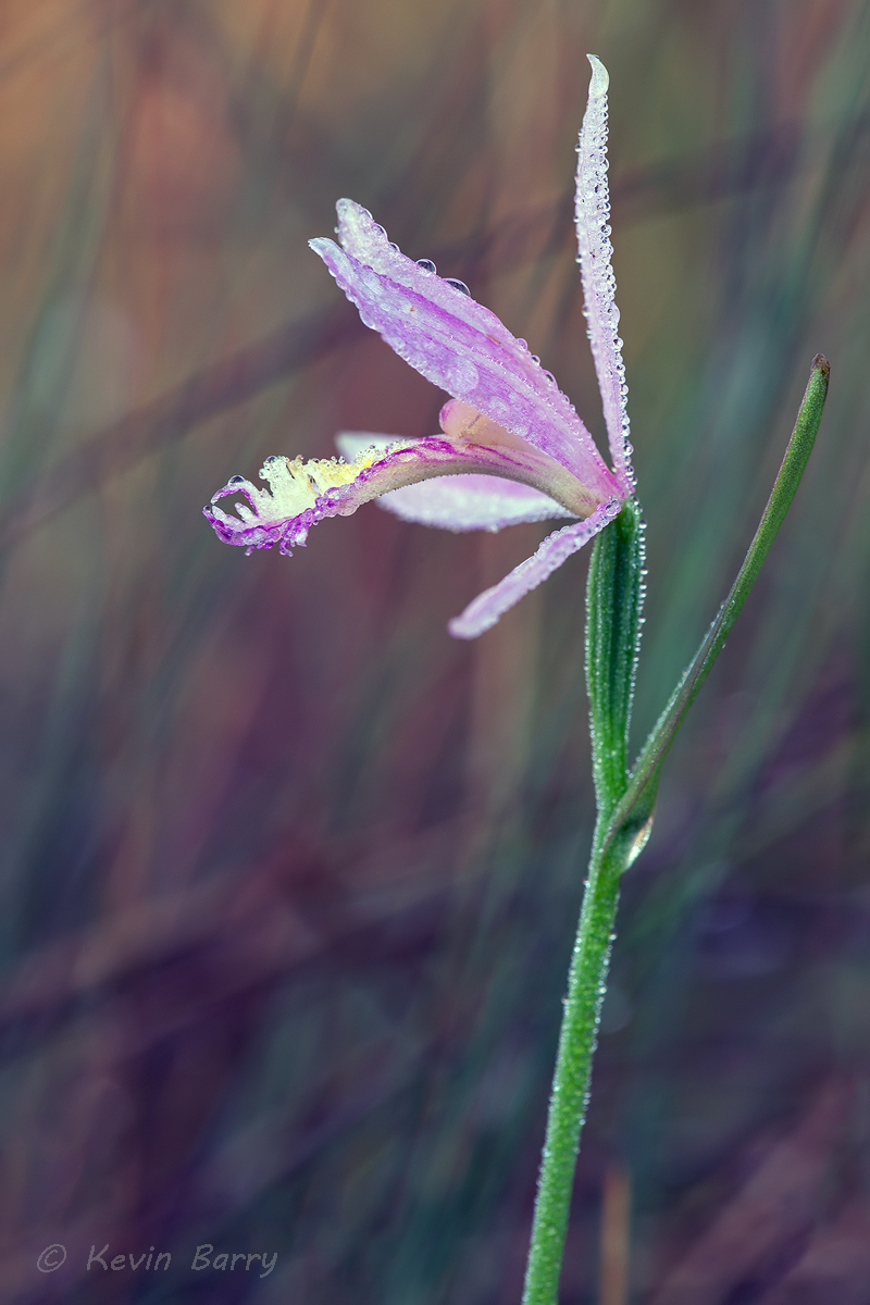 Rose Pogonia (Pogonia ophioglossoides) is a species of orchid occurring from central Canada to the east-central and eastern United...