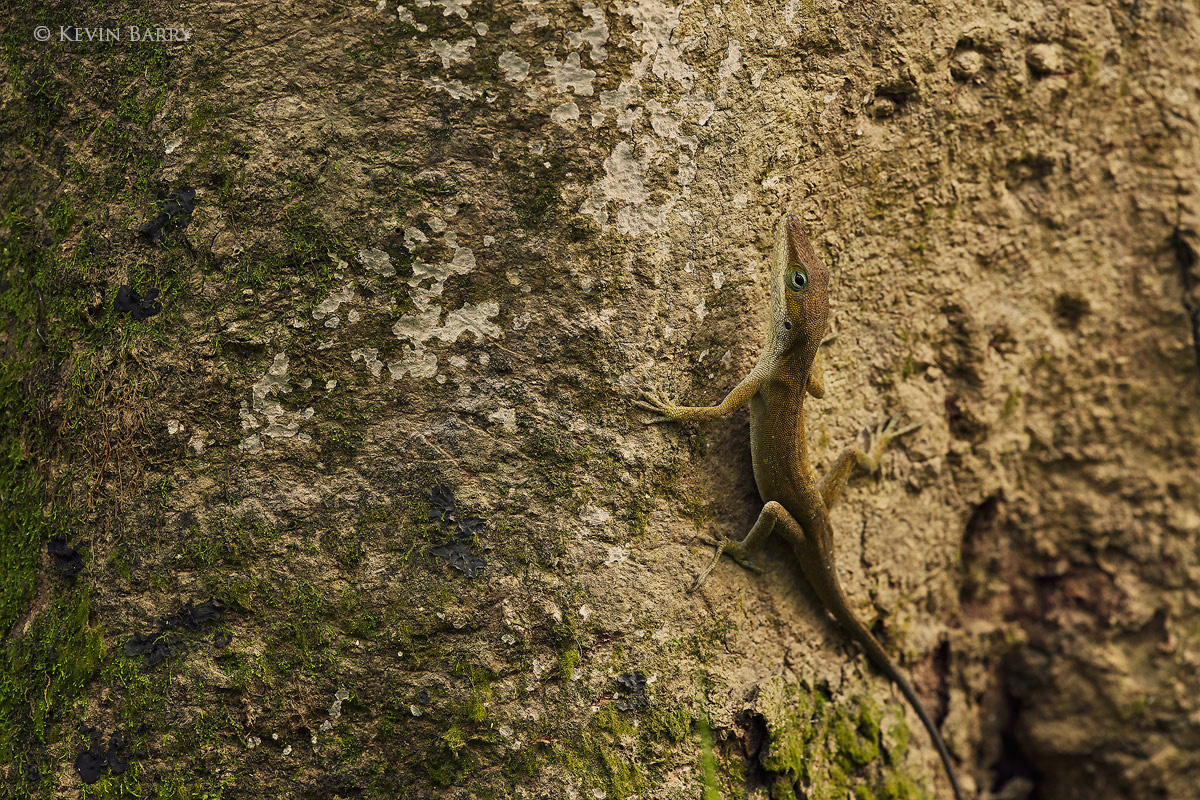 A Carolina Anole (Anolis carolinensis) changes from green to brown to better blend in with his surroundings.