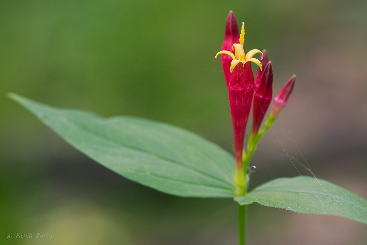 Indian Pink (Spigelia marilandica) occurs rather uncommonly in rich, moist hardwood forests in the southeastern United States...