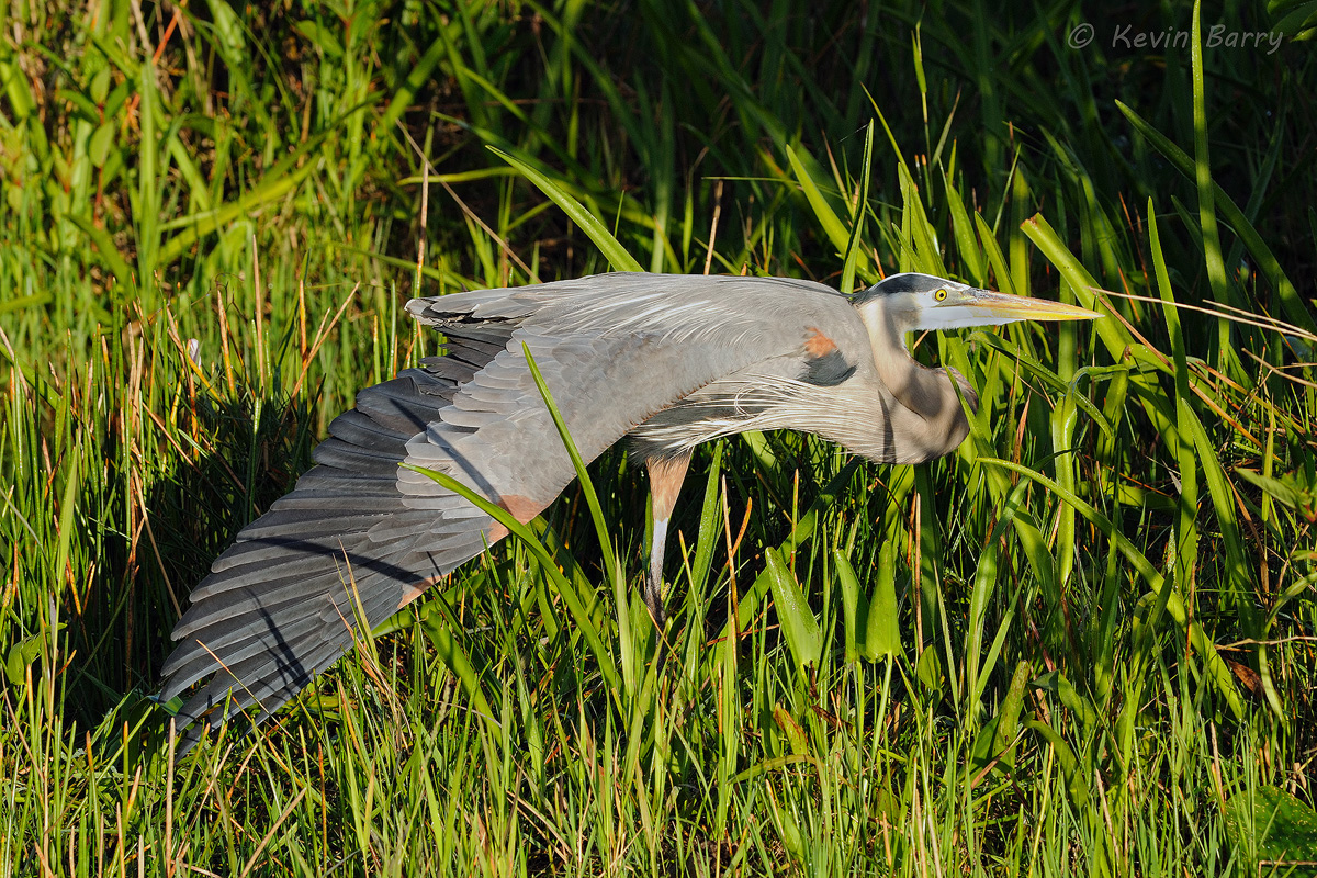 The Great Blue Heron (Ardea herodias) is a large wading bird in the heron family Ardeidae, common near the shores of open water...