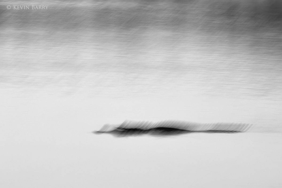 An American Alligator (Alligator mississippiensis) looking for his next meal, patrols a pond in Florida's everglades.