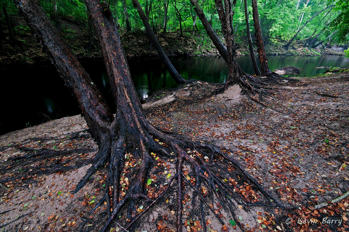 The River Birch (Betula nigra) is a species of birch native to the eastern United States from New Hampshire west to southern...