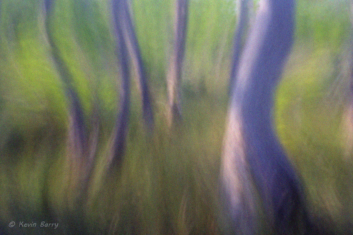 Twist and shout, Big Cypress National Preserve, Florida, abstract, grainy, noise, artistic, horizontal, beautiful, nature, native...