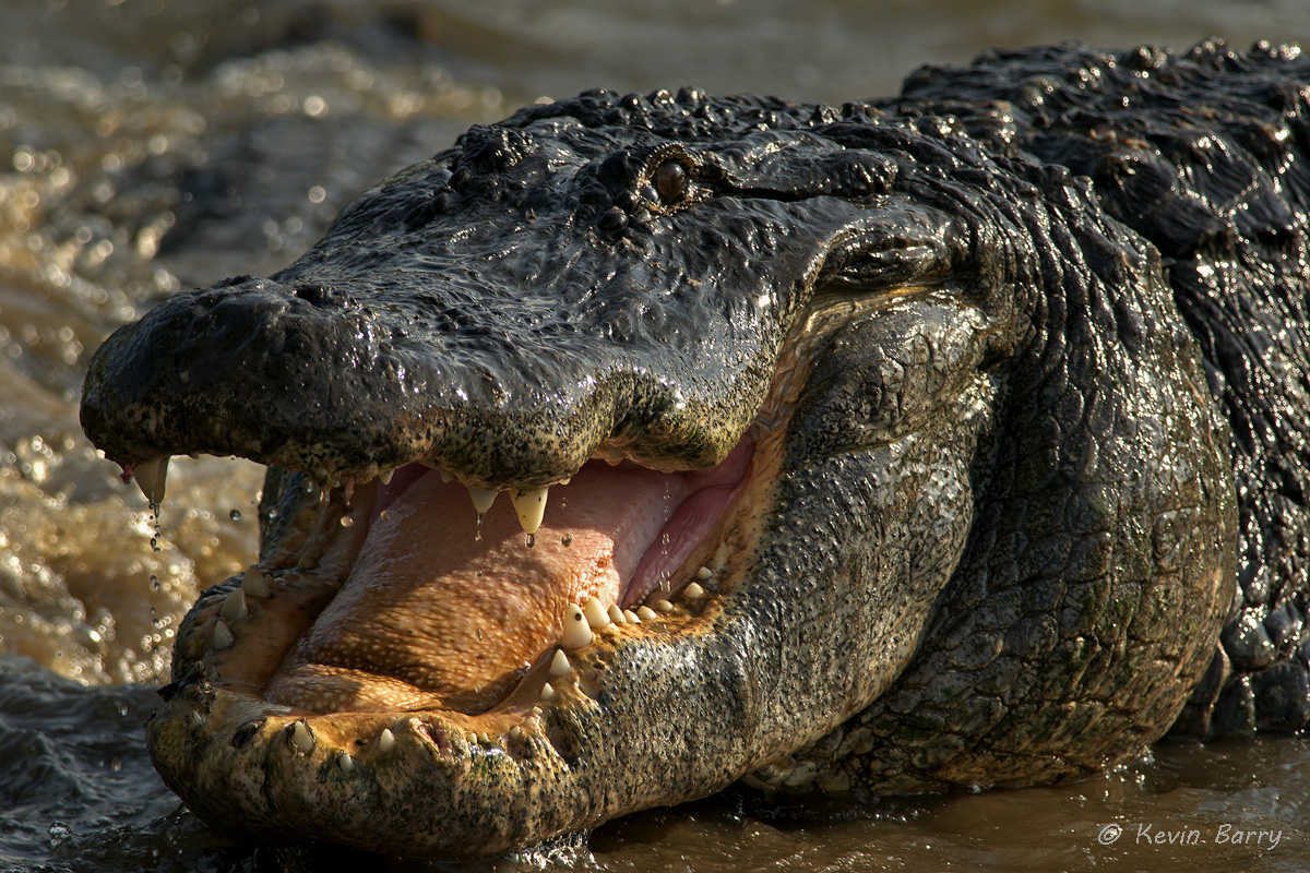 A large captive American Alligator (Alligator mississippiensis) entertains the crowd at Gatorland in Orlando, Florida.