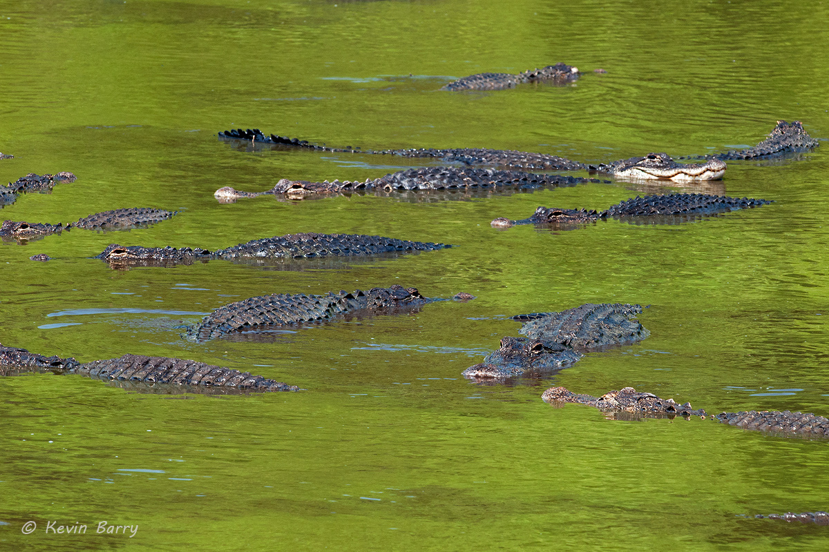 At the height of the dry season in Florida's everglades, American Alligators (Alligator mississippiensis) gather in the few remaining...