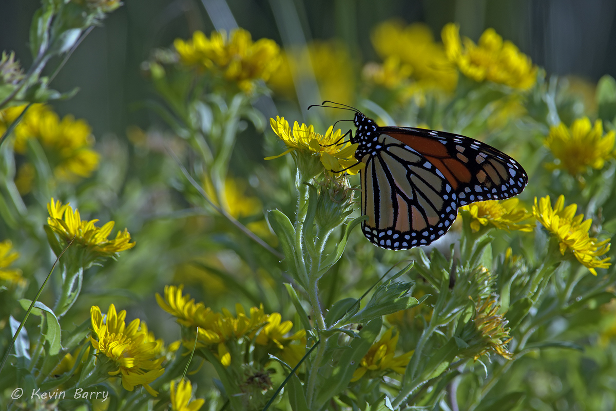 The monarch butterfly (Danaus plexippus) is probably the most familiar North American butterfly, and is considered an iconic...