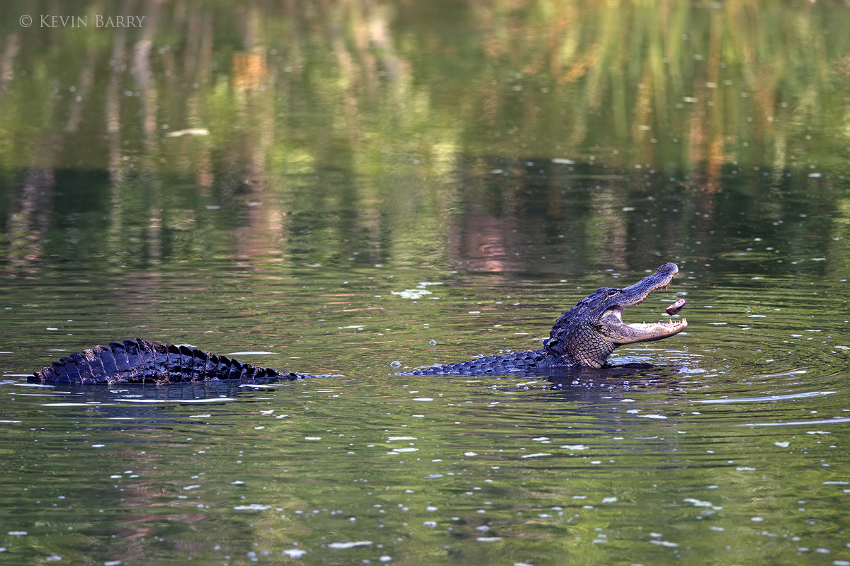 At the height of the dry season in Florida's everglades, American Alligators (Alligator mississippiensis) gather in the few remaining...