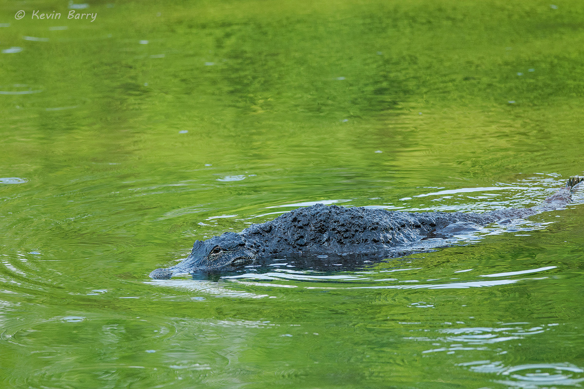 At the height of the dry season in Florida's everglades, American Alligators (Alligator mississippiensis) gather in the few remaining...