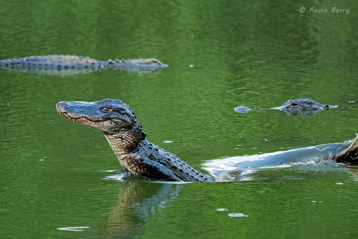 At the height of the dry season in Florida's everglades, American Alligators (Alligator mississippiensis) gather in the few remaining...