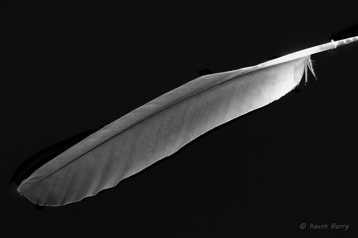 Light as a feather, Wakodahatchee Wetlands, Boynton Beach, Florida, bw, black and white, monochrome, floating, marsh, water...