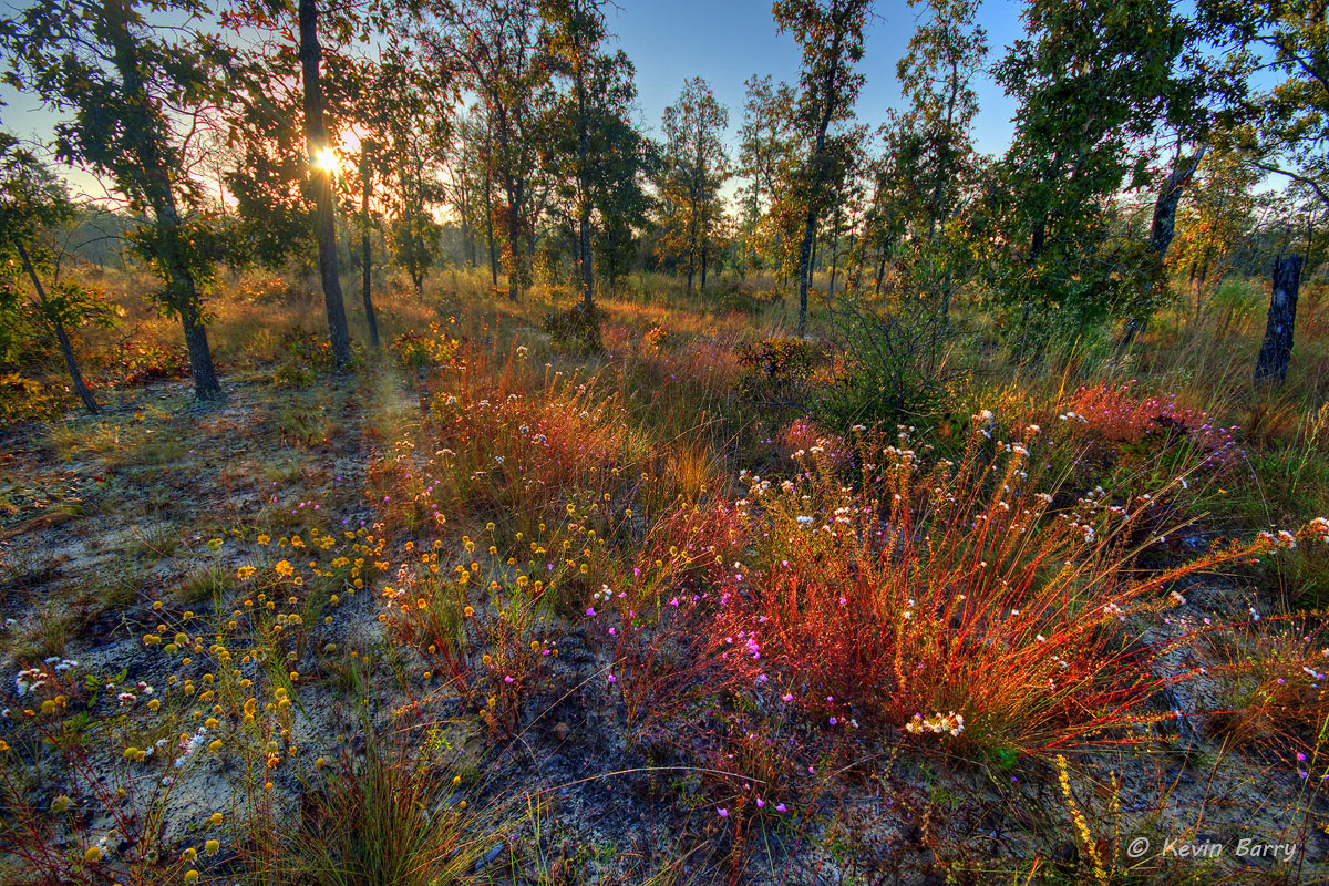 This Nature Conservancy owned preserve protects one of the rarest of habitats, steephead ravines and streams. The Apalachicola...
