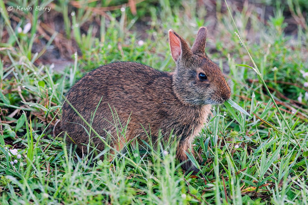 The Marsh Rabbit (Sylvilagus palustris) is a small rabbit found in marshes and swamps of coastal regions of the Eastern and Southern...