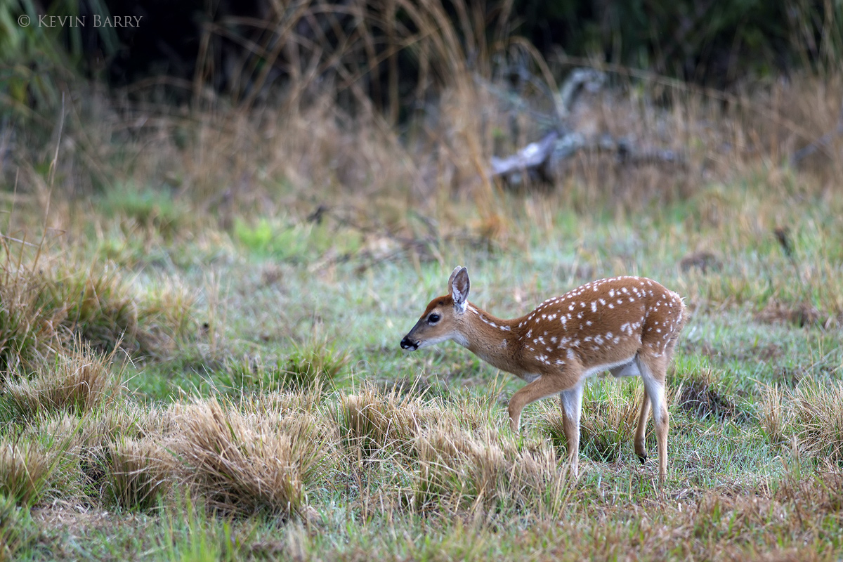 (Odocoileus virginianus)