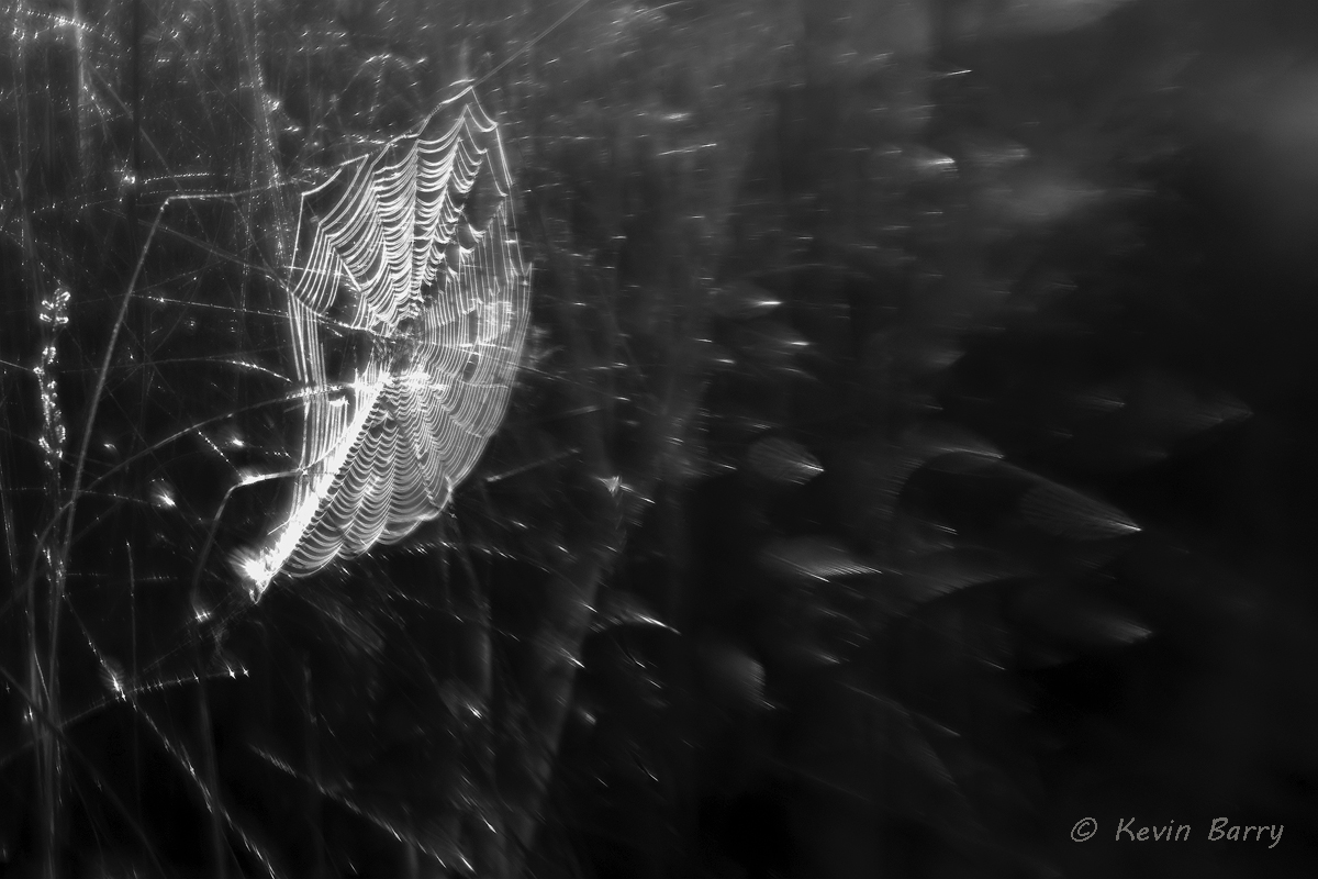 The wicked web, Everglades National Park, Florida, nature photography, abstract, black and white, bw, monochrome, morning, sunrise...