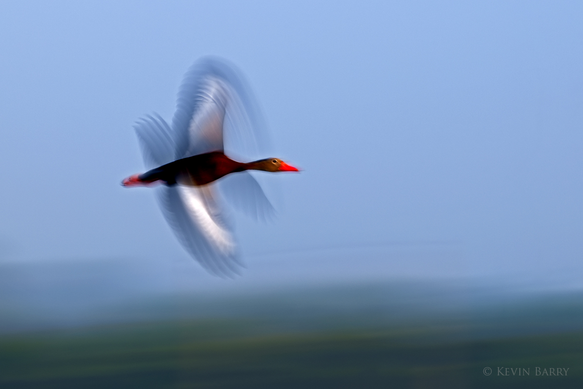 A slow shutter speed blurs the wings of a fast moving Black-bellied Whistling Duck (Dendrocygna autumnalis) at a central Florida...