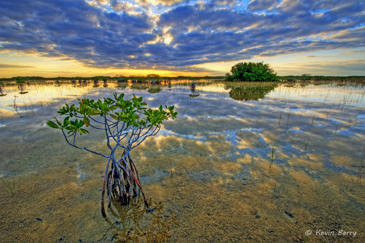 The Red Mangrove (Rhizophora mangle) is distributed in estuarine ecosystems throughout the tropics.