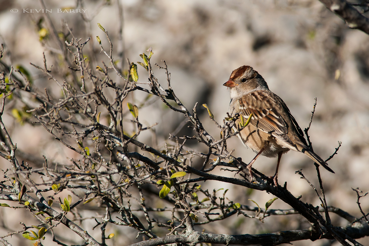 The Rufous-crowned Sparrow (Aimophila ruficeps) is just one of an incredible 17 species of sparrow to be found at South Llano...