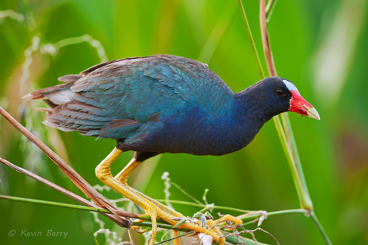 The Purple Gallinule (Porphyrio martinicus) is a swamphen in the rail family, Rallidae. The species inhabits warm swamps and...