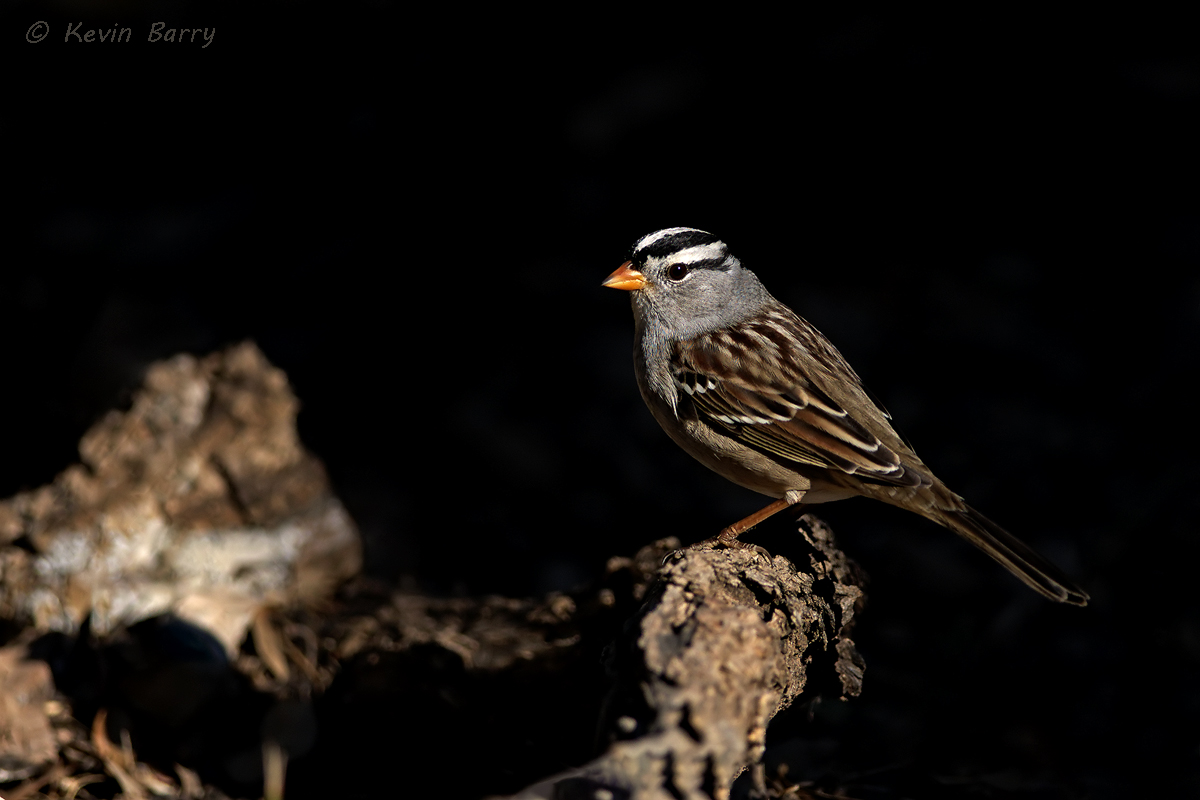 The White-crowned Sparrow&nbsp;(Zonotrichia leucopphrys) is a medium sized sparrow native to North America.