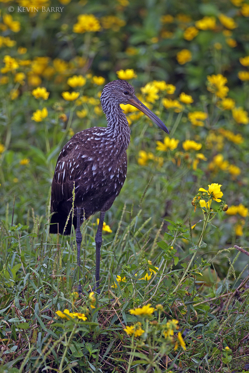 A Limpkin (Aramus guarauna) pauses among some wildflowers in a central Florida park.