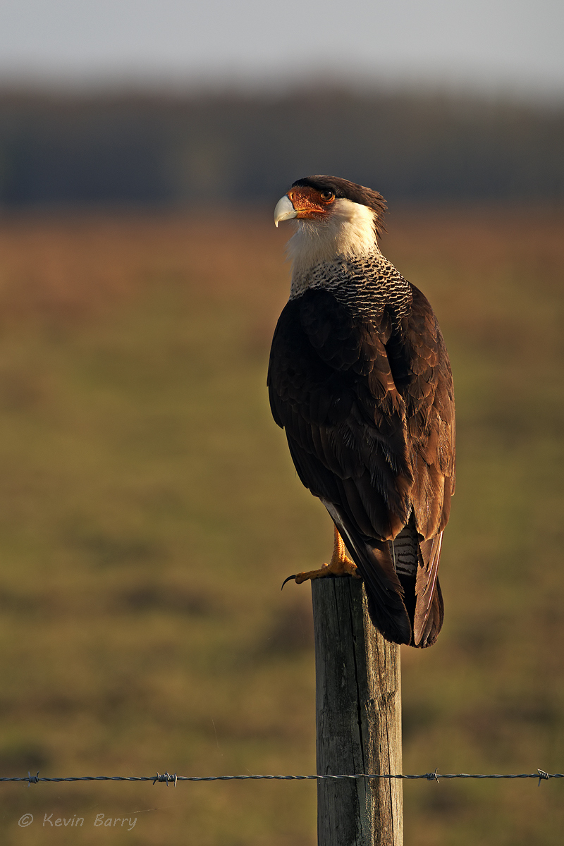 The Crested Caracara (Caracara cheriway) is a strikingly patterned, broad-winged opportunist that often feeds on carrion. Widespread...