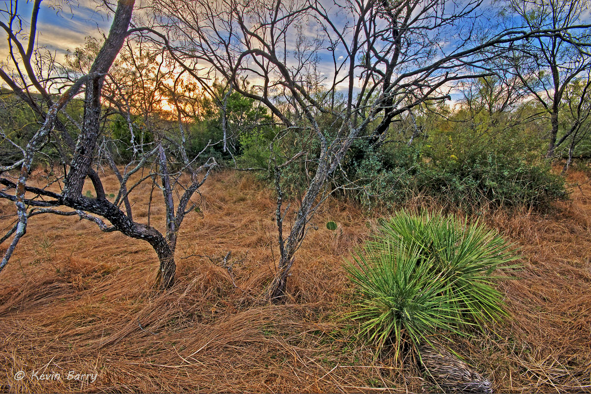 Sunrise from Walter Buck Wildlife Management Area, Kimble County, Texas, sunrise, landscape, scenic, grasses, dry, yucca, trees...