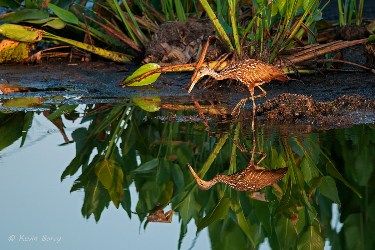 The Limpkin (Aramus guarauna) is found mostly in wetlands in warm parts of the Americas, from Florida to northern Argentina....