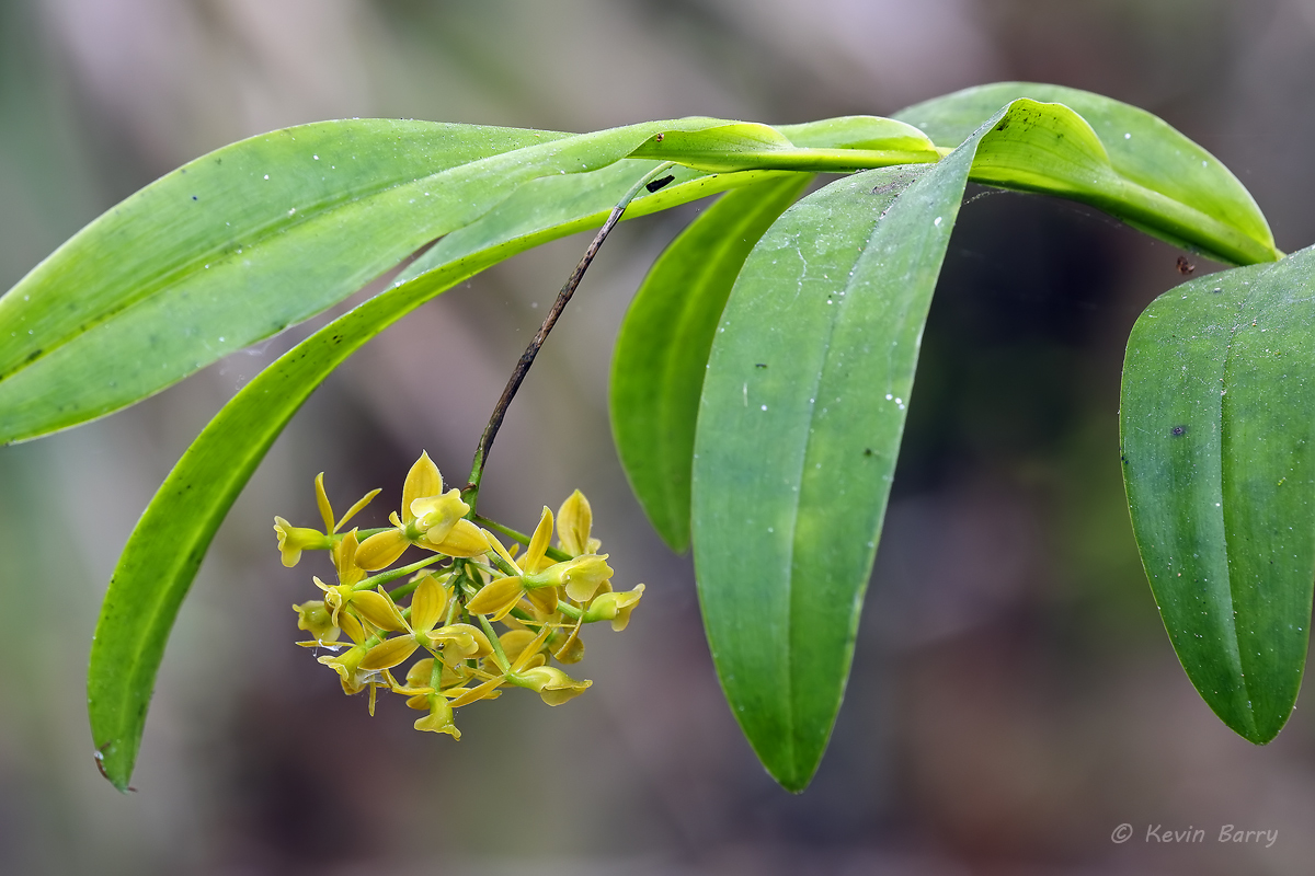 The Dingy-flowered Star Orchid (Epidendrum amphistomum) is distributed in Florida, the West Indies, Central America, and northern...