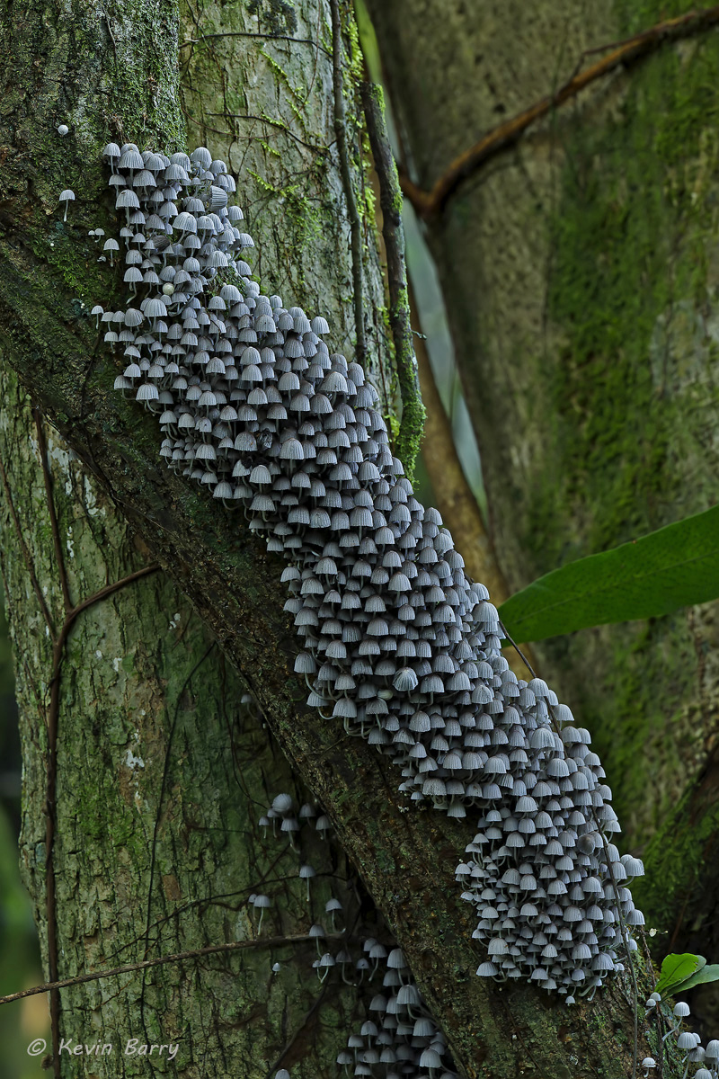 Common in Britain and Ireland and throughout Europe and North America, the Fairy Inkcap (Coprinellus disseminatus) is truly a...