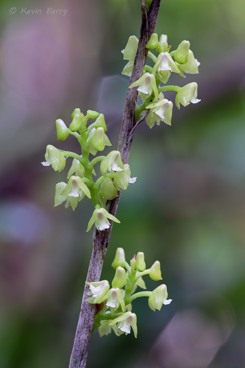 (Polystachya concreta) State-listed Endangered Species