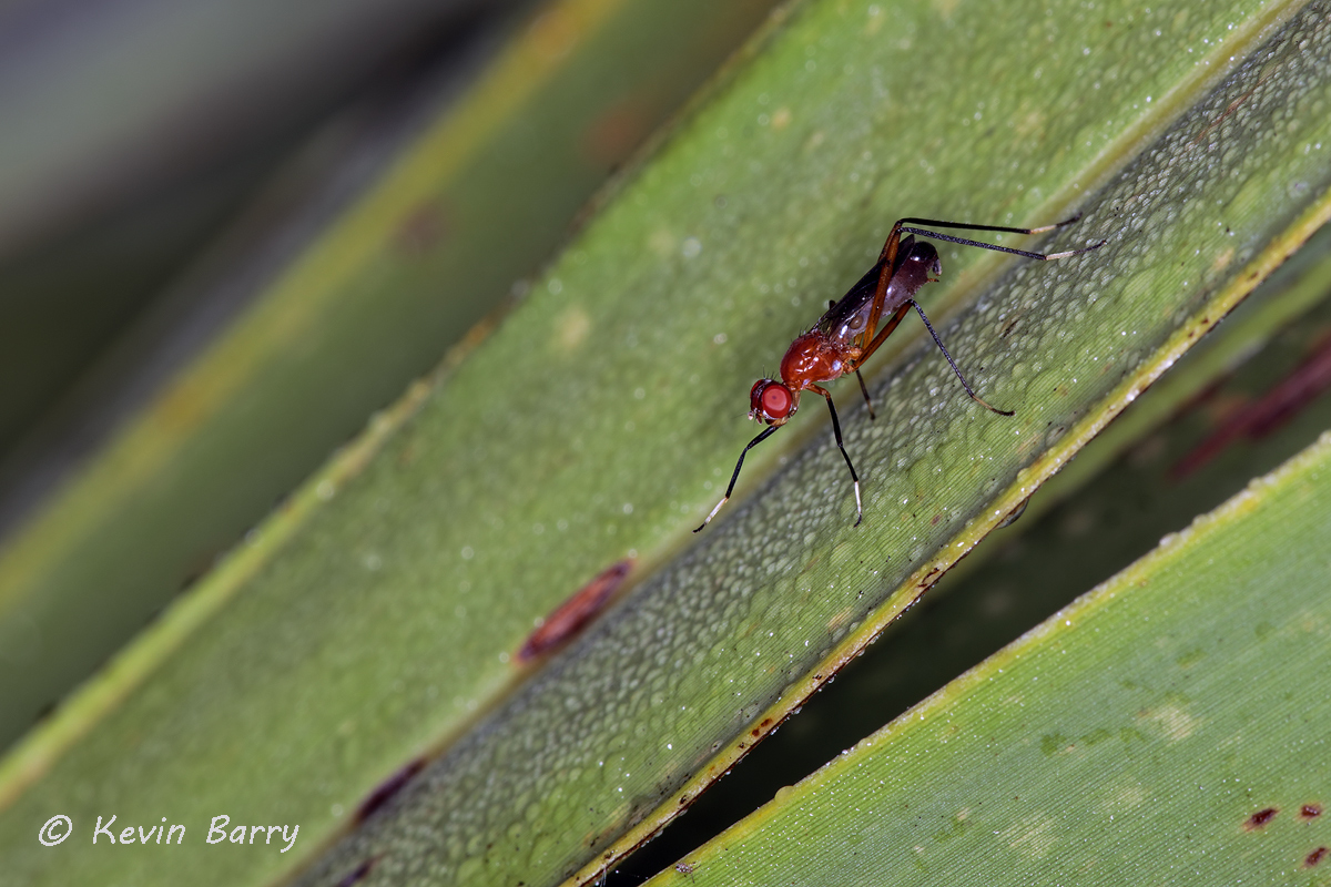 (Family Micropezidae)