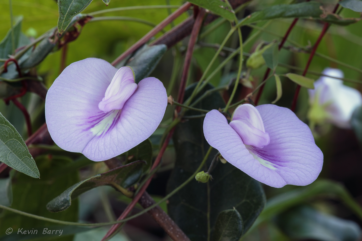 (Centrosema virginianum)