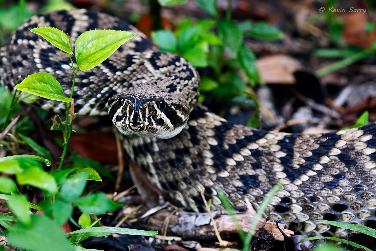 While walking around the perimeter of a hardwood hammock I noticed some movement on the ground and stopped suddenly. There, just...
