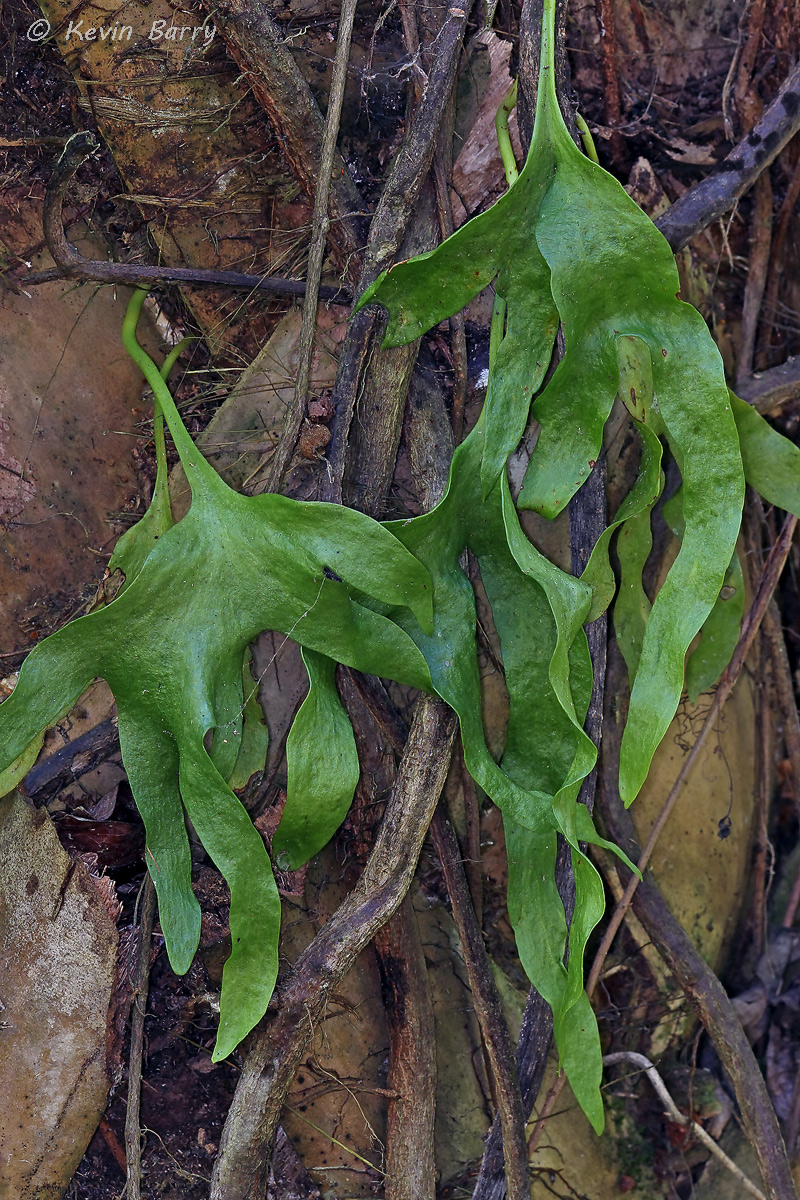 The Hand Fern (Ophioglossum palmatum) is native to Florida, Mexico, West Indies, Central and South America, Viet Nam, Madagascar...