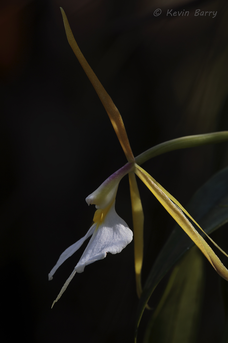 (Epidendrum nocturnum) State-listed Endangered Species