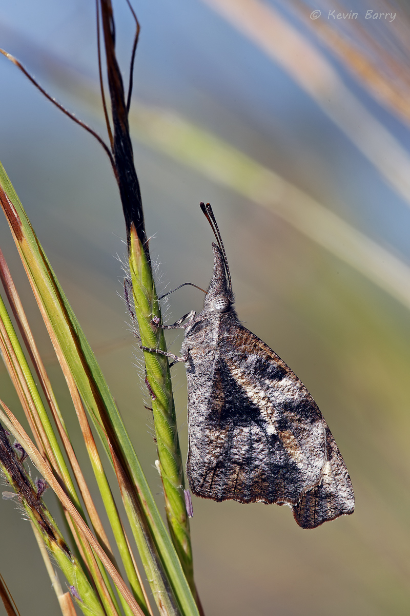 The American Snout (Libytheana carinenta) butterfly is a member of the brush-footed butterfly family Nymphalidae. The species...