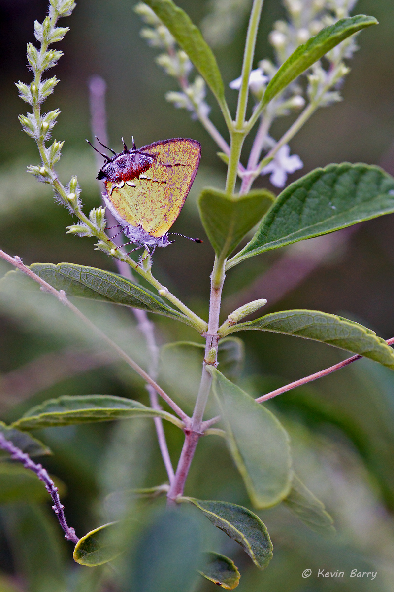 A very rare visitor to south Florida, an Amethyst Hairstreak (Chlorostrymon maesites) pauses while nectaring on a Sweet Almond...