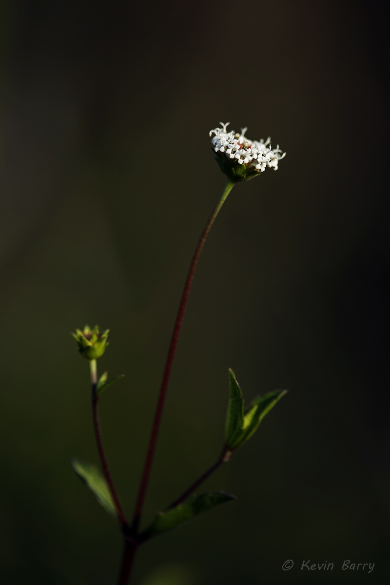 (Melanthera parvifolia)