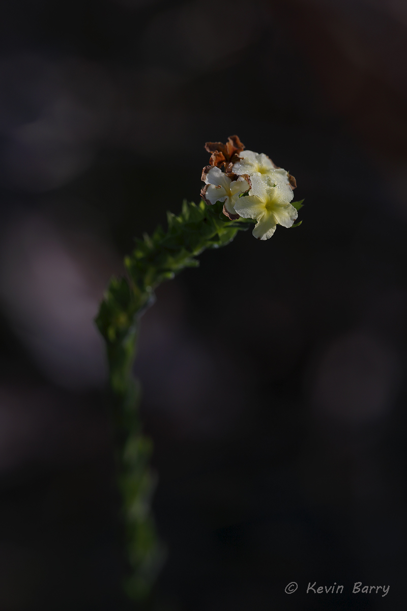 (Heliotropium polyphyllum)