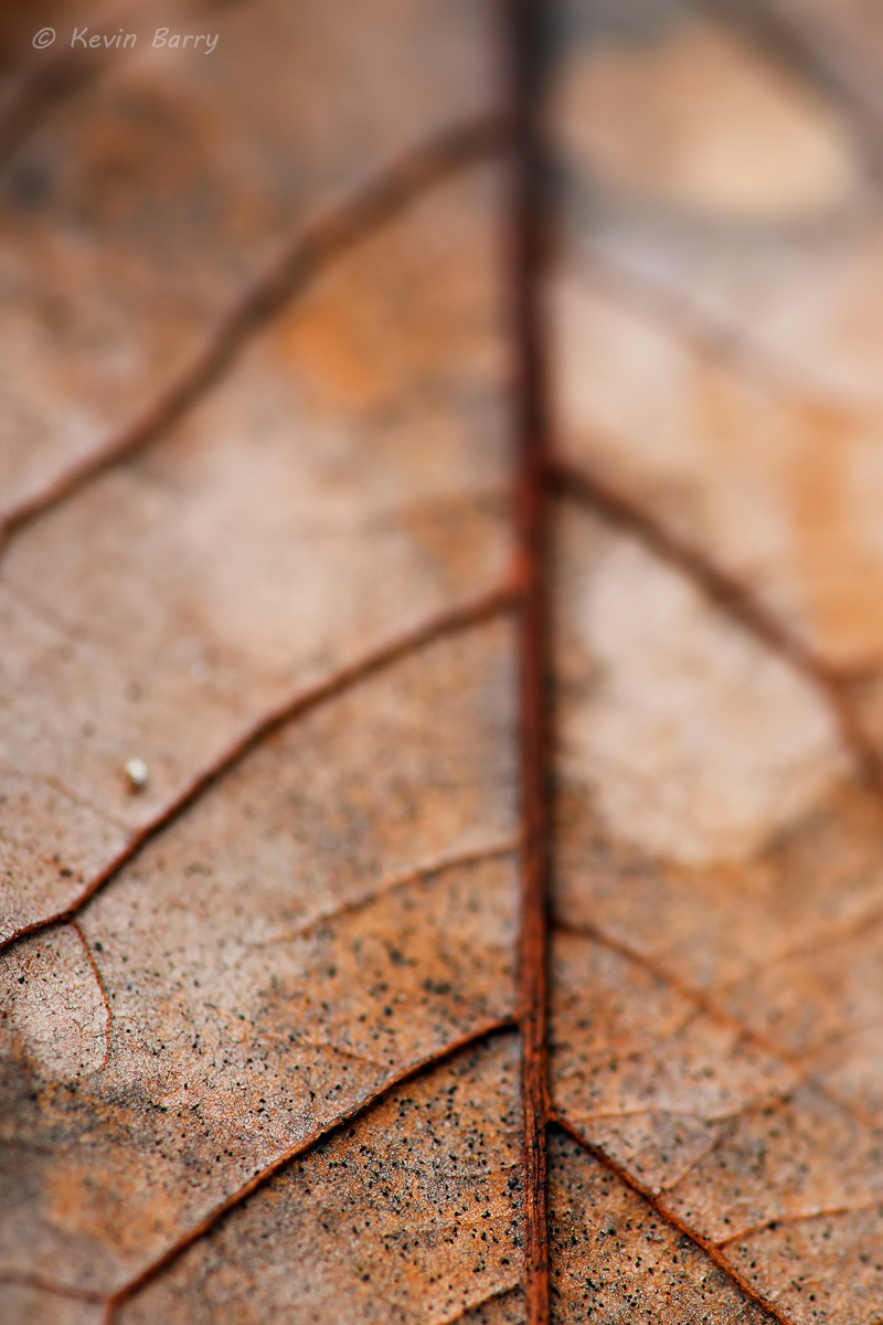 Selective focus used on a closeup of a leaf.