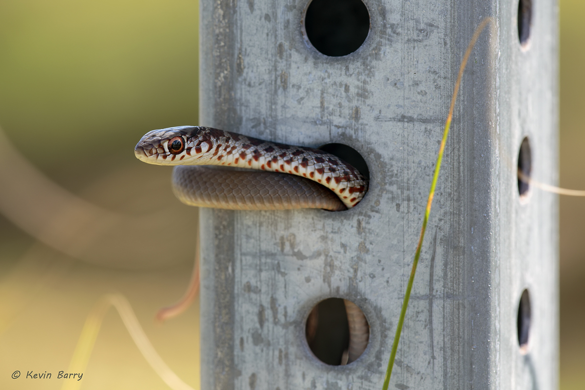 (Coluber constrictor priapus)