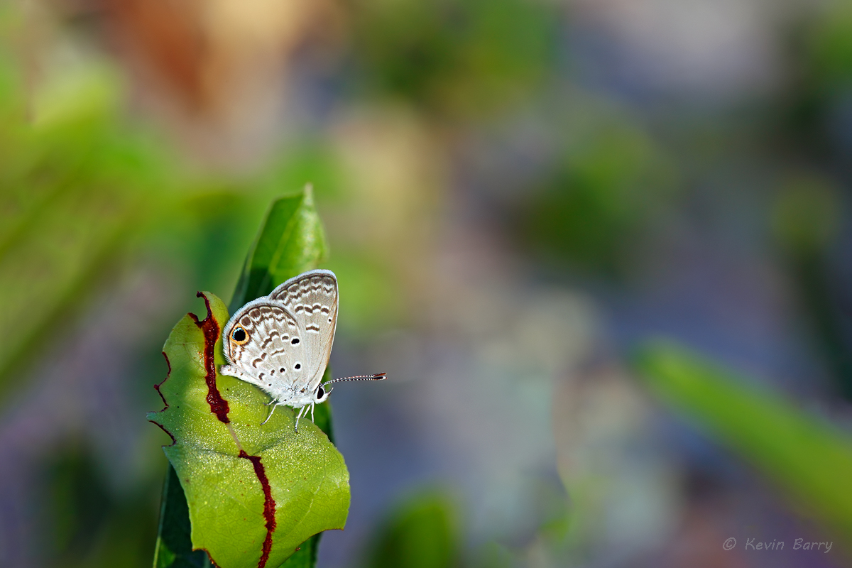 The Ceraunus Blue (Hemiargus ceraunus) butterfly is a widespread Neotropical butterfly common in southern portions of the United...