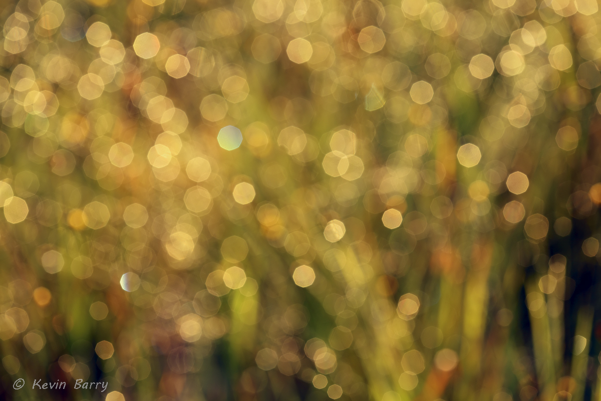 grasses abstract, Allen David Broussard Catfish Creek Preserve State Park, Polk County, Florida, nature photography, horizontal...