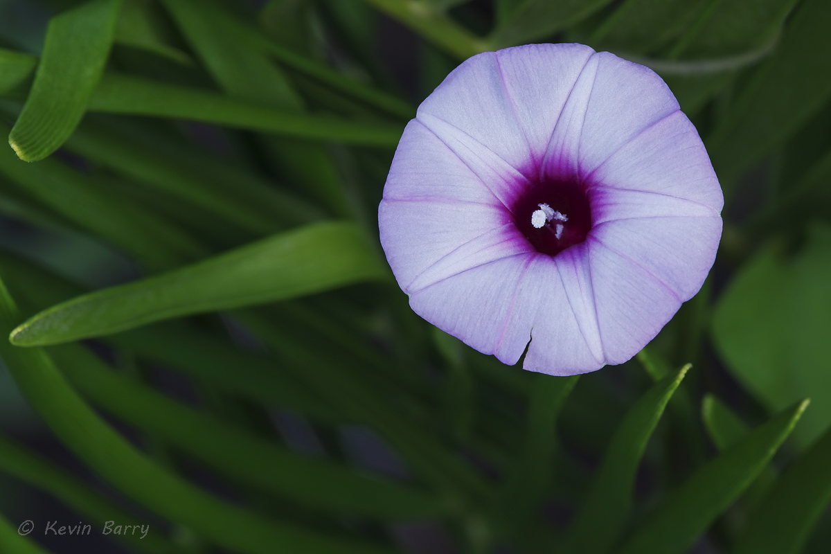 The Rockland Morning-Glory (Ipomoea tenuissima) is a state listed endangered species that grows in pine rockland habitat on the...