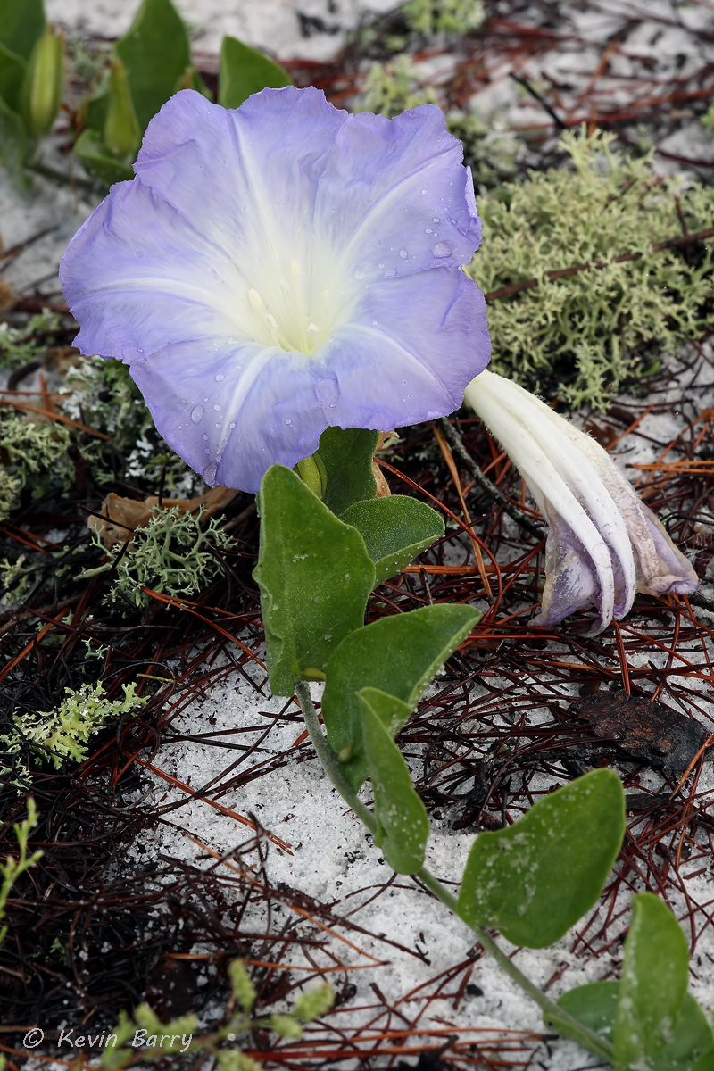 A state listed endangered and federally listed threatened species, the Scrub Morning Glory (Bonamia grandiflora) is a rare find...