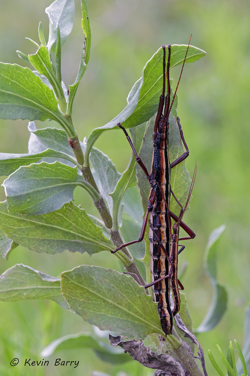 (Anisomorpha buprestoides)