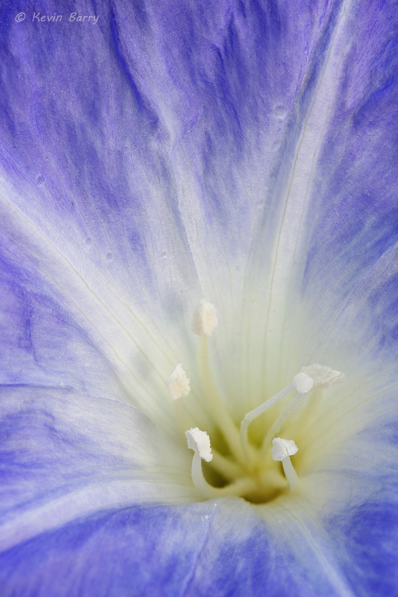 A state listed endangered and federally listed threatened species, the Scrub Morning Glory (Bonamia grandiflora) is a rare find...