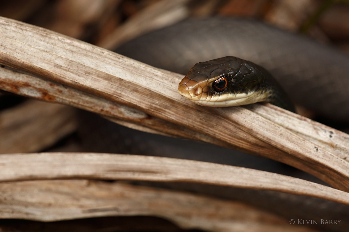 A non-venomous Black Racer (Coluber constrictor) rests on a fallen frond of a Royal Palm in Florida's everglades.