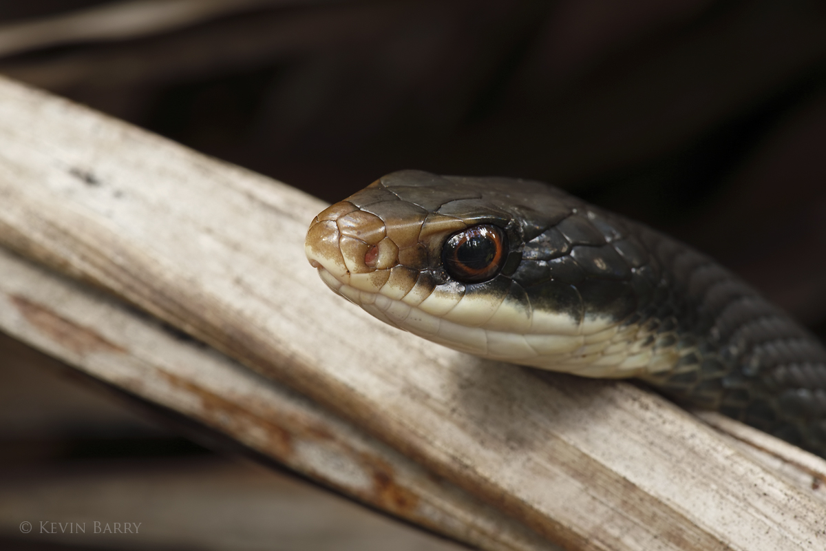 A non-venomous Black Racer (Coluber constrictor) rests on a fallen frond of a Royal Palm in Florida's everglades.