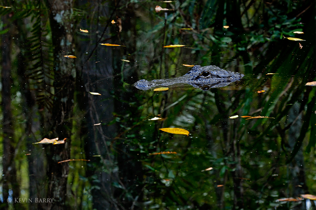 (Alligator mississippiensis)